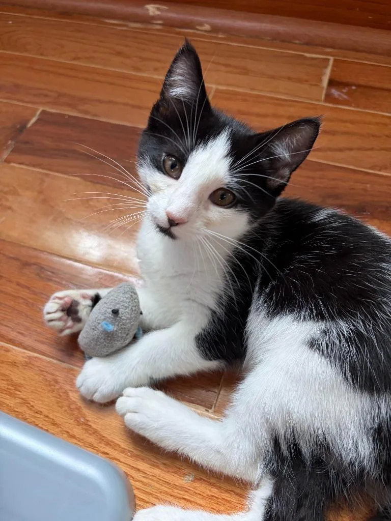 A baby small-sized female American Shorthair cat named Mira for adoption in Hagaman, NY