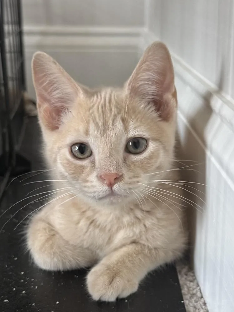 A baby small-sized male Domestic Short Hair cat named Craig Knievel CL for adoption in Greenville, SC