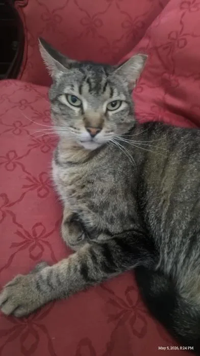 A senior large-sized male Tabby (Gray / Blue / Silver) Domestic Short Hair cat named Tiger for adoption in Liverpool, TX