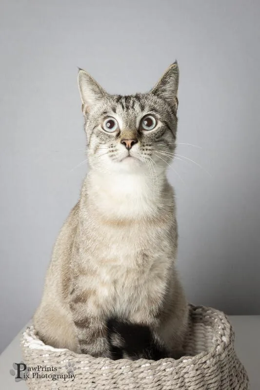 An adult medium-sized male Domestic Short Hair cat named Louis for adoption in Maryville, TN