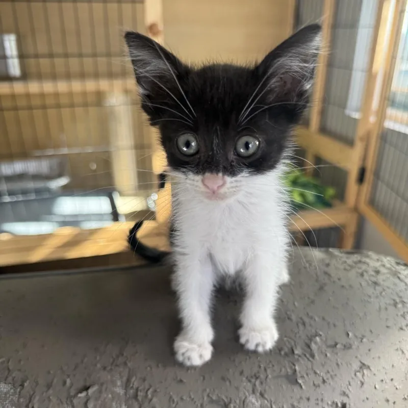 An adult small-sized male Black Domestic Short Hair cat named Zorro for adoption in Long Beach, CA