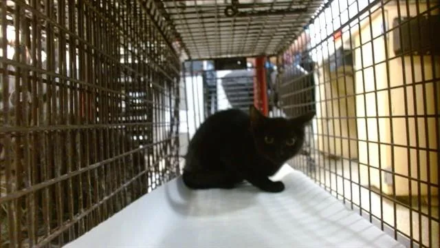 A baby small-sized female Domestic Short Hair cat named Yang for adoption in Miami, FL