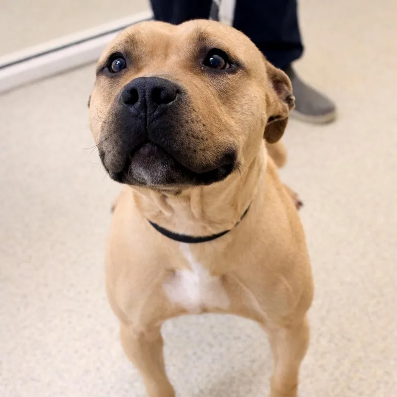 An adult large-sized female Yellow / Tan / Blond / Fawn Mixed Breed dog named Nyla for adoption in Gloucester, VA