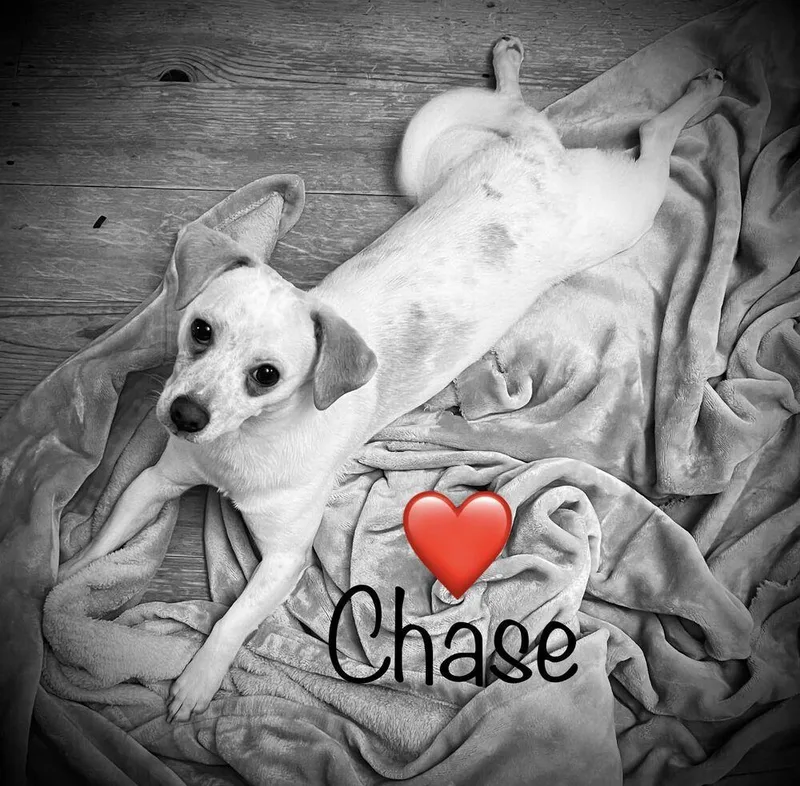 Chase