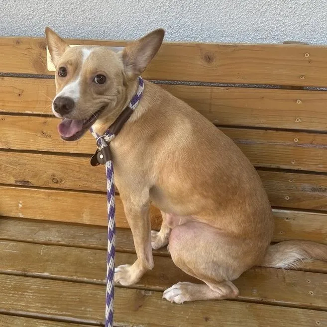 An adult medium-sized male Yellow / Tan / Blond / Fawn Chihuahua dog named Harvey for adoption in Long Beach, CA