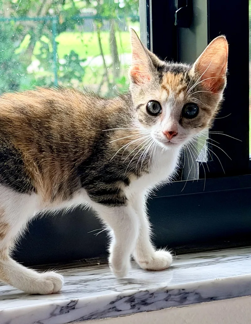 A baby medium-sized male Calico Domestic Short Hair cat named Tom Nolan & Pippy for adoption in Homestead, FL