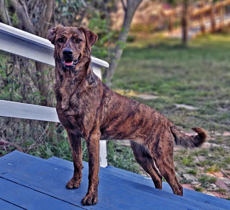 An adult medium-sized female Brindle Chesapeake Bay Retriever dog named Brandy for adoption in Mineola, TX