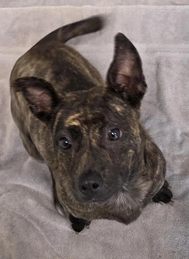 A young medium-sized female Brindle Pit Bull Terrier dog named Monica for adoption in Momence, IL