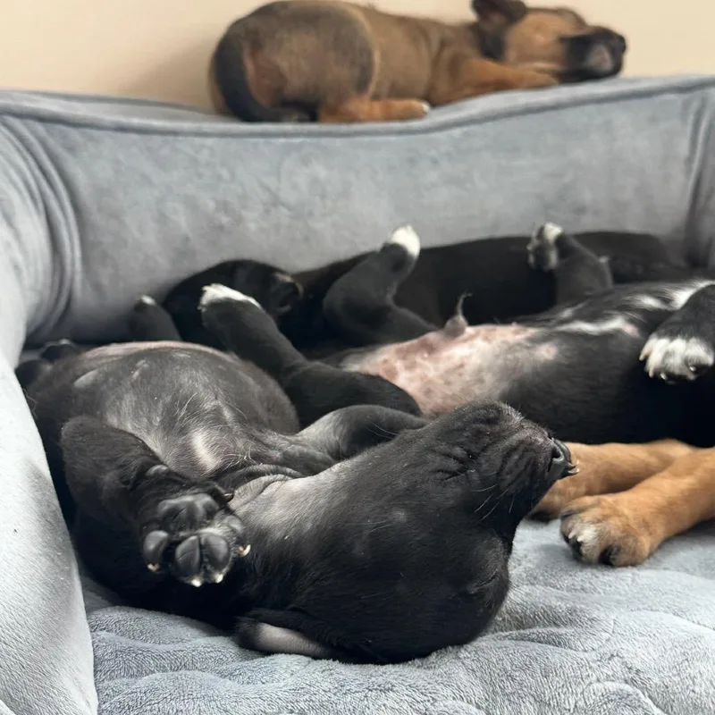 A baby small-sized male Black Mixed Breed dog named Tilt o Whirl for adoption in Rockville, MD