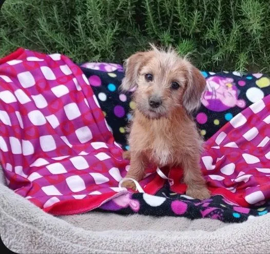 A baby medium-sized female Yorkshire Terrier dog named Willow for adoption in Mentone, CA