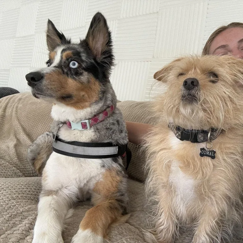 A senior small-sized male Red / Chestnut / Orange Terrier dog named Jango for adoption in San Francisco, CA