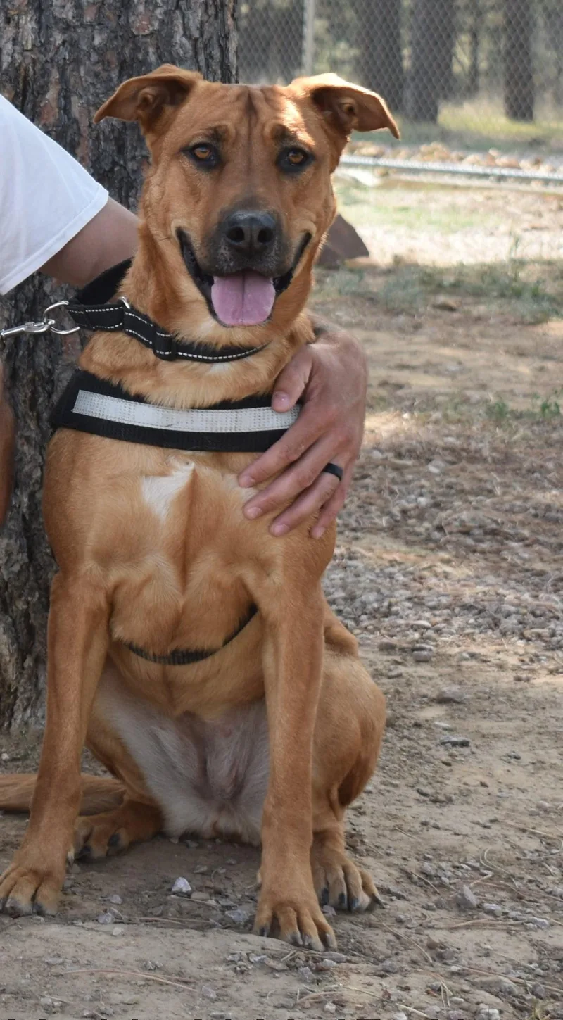 A young medium-sized female Black Mouth Cur dog named Apple Cider for adoption in Newcastle, WY