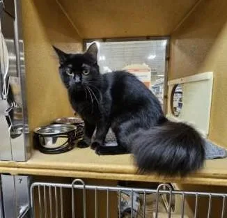 A baby medium-sized female Black Domestic Long Hair cat named Stormi for adoption in Barrington Hills, IL