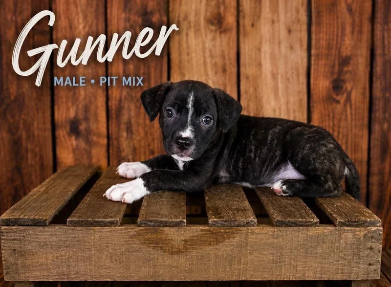 A baby medium-sized male American Staffordshire Terrier dog named Gunner for adoption in Holly Springs, NC