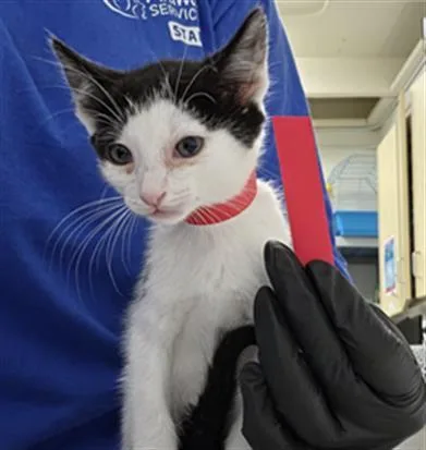 A baby small-sized male Domestic Short Hair cat named Tapatio for adoption in Camarillo, CA