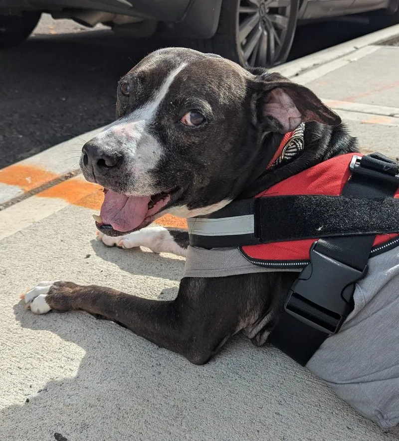 An adult medium-sized female American Bulldog dog named Storm Munroe for adoption in Long Island City, NY