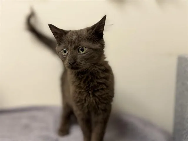A baby small-sized male Domestic Short Hair cat named Osito for adoption in Naples, FL