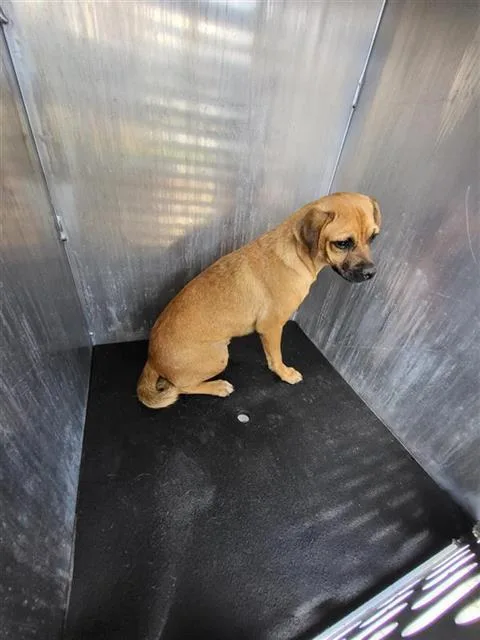 A young small-sized male Terrier dog named Sneezy for adoption in San Antonio, TX