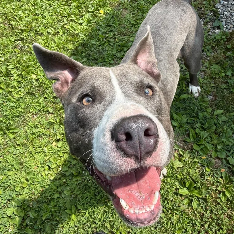 A young medium-sized male Gray / Blue / Silver Mixed Breed dog named Linkedin for adoption in Bangall, NY