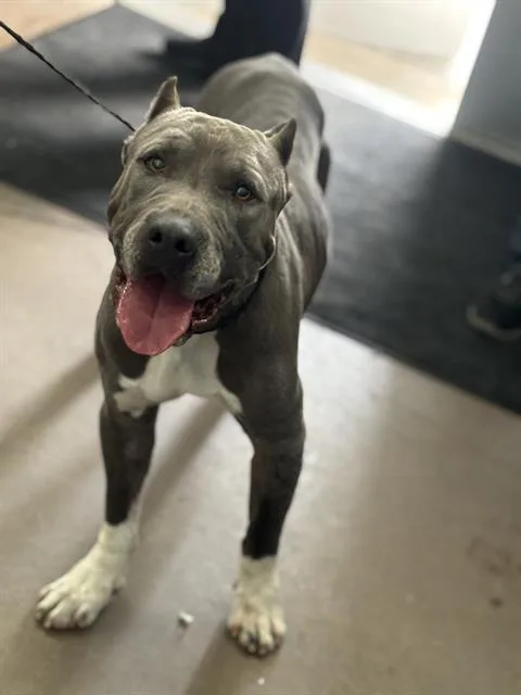 An adult large-sized male Mixed Breed dog named Hunter for adoption in Dallas, TX