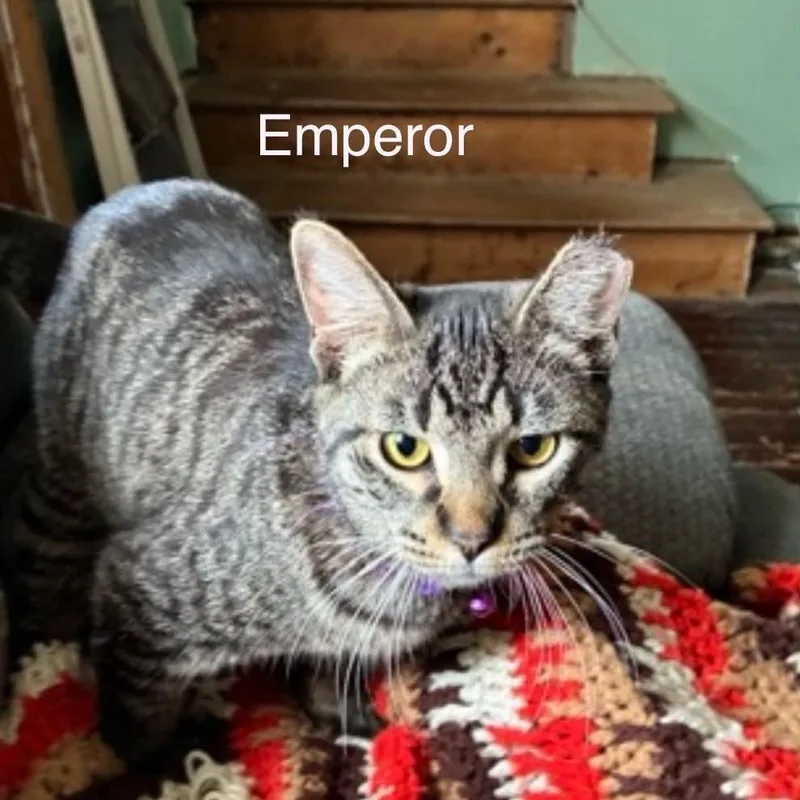 Emperor thumbnail 3