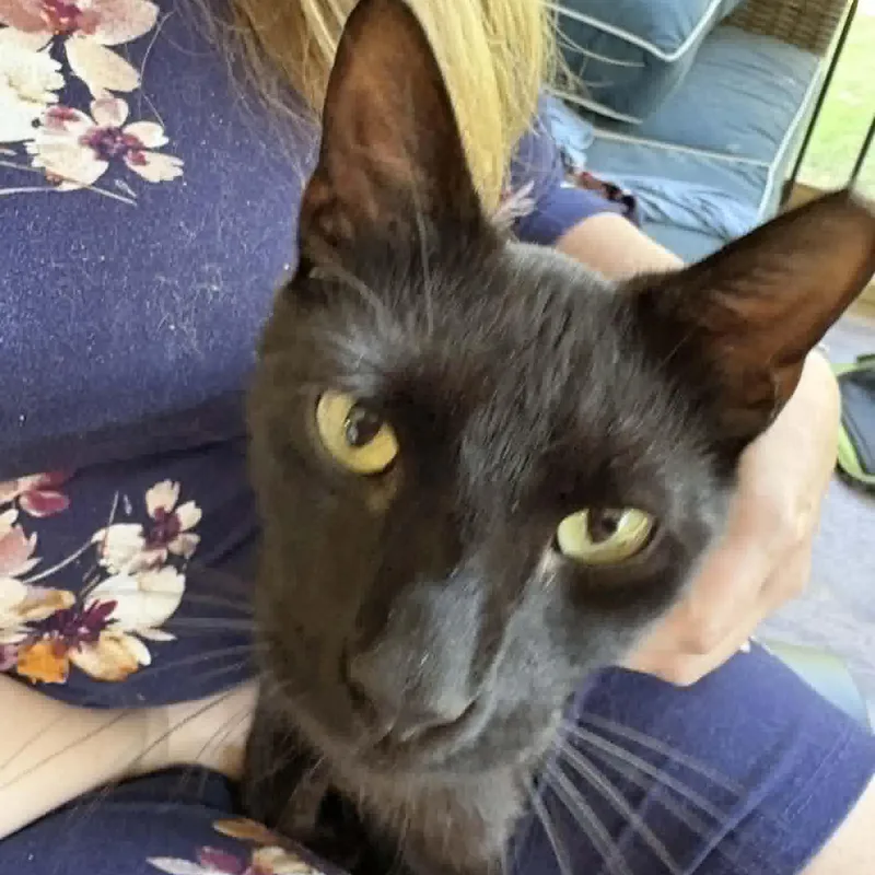 A young medium-sized female Black Domestic Short Hair cat named Spicy Frick for adoption in LITTLE MOUNTAIN, SC