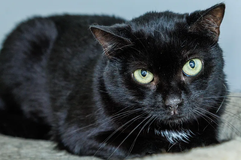 An adult medium-sized male Domestic Short Hair cat named Shadow for adoption in Chester Springs, PA