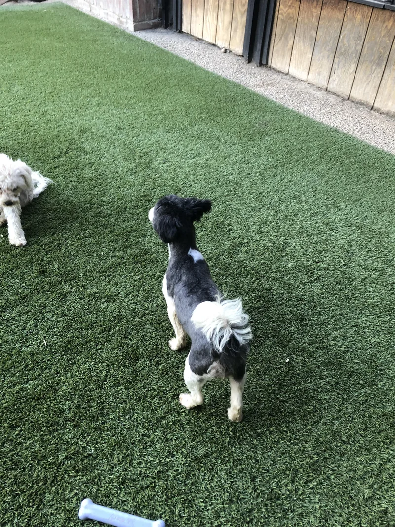 An adult small-sized female Black Shih Tzu dog named Rizzo for adoption in Fresno, CA