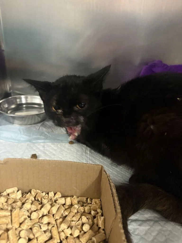 An adult small-sized male Black Domestic Short Hair cat named Little Bat for adoption in Cincinnati, OH