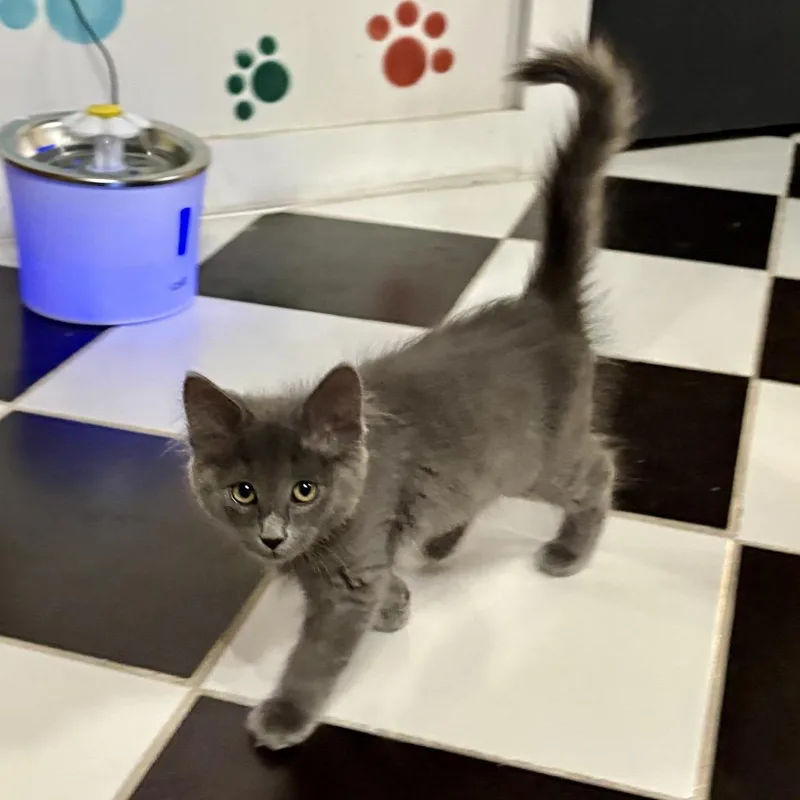 A baby small-sized male Gray / Blue / Silver Domestic Long Hair cat named Mufasa for adoption in Austin, TX