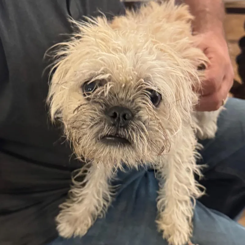 A young small-sized male White / Cream Brussels Griffon dog named Wallaby for adoption in Las Vegas, NV