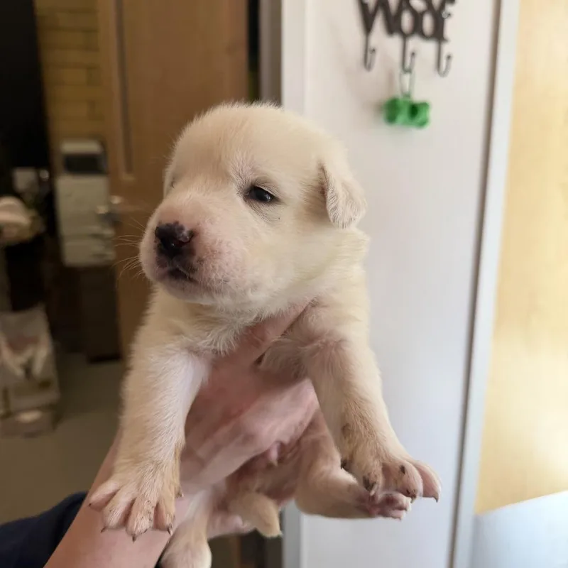 A baby small-sized male White / Cream Great Pyrenees dog named Tracker for adoption in Austin, TX