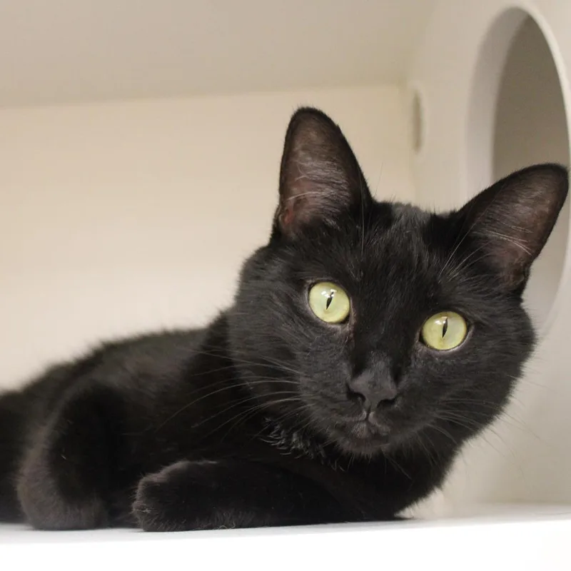 An adult medium-sized female Black Domestic Short Hair cat named Zuri for adoption in Champaign, IL