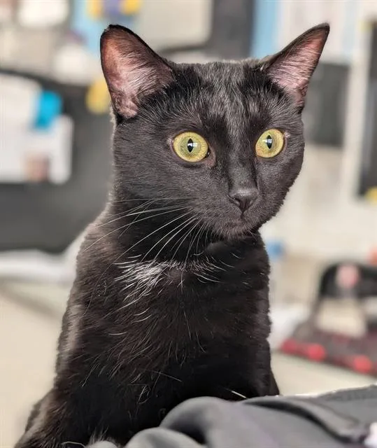 A young medium-sized female Domestic Short Hair cat named Piper for adoption in Canfield, OH