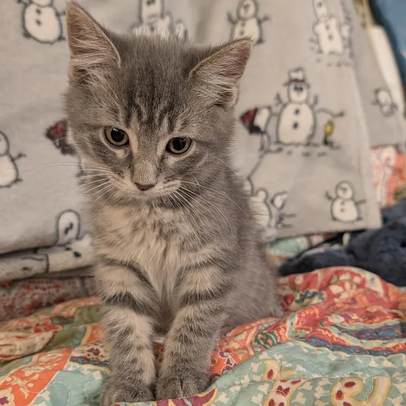 Sylvie