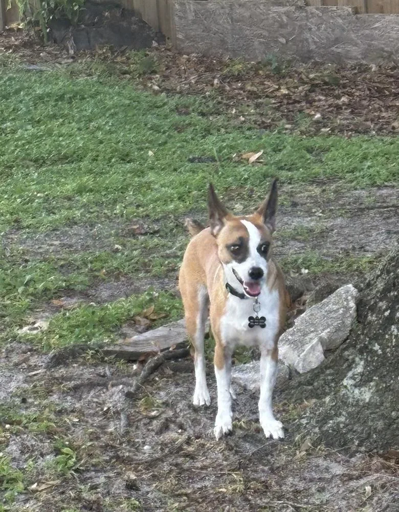 Maya