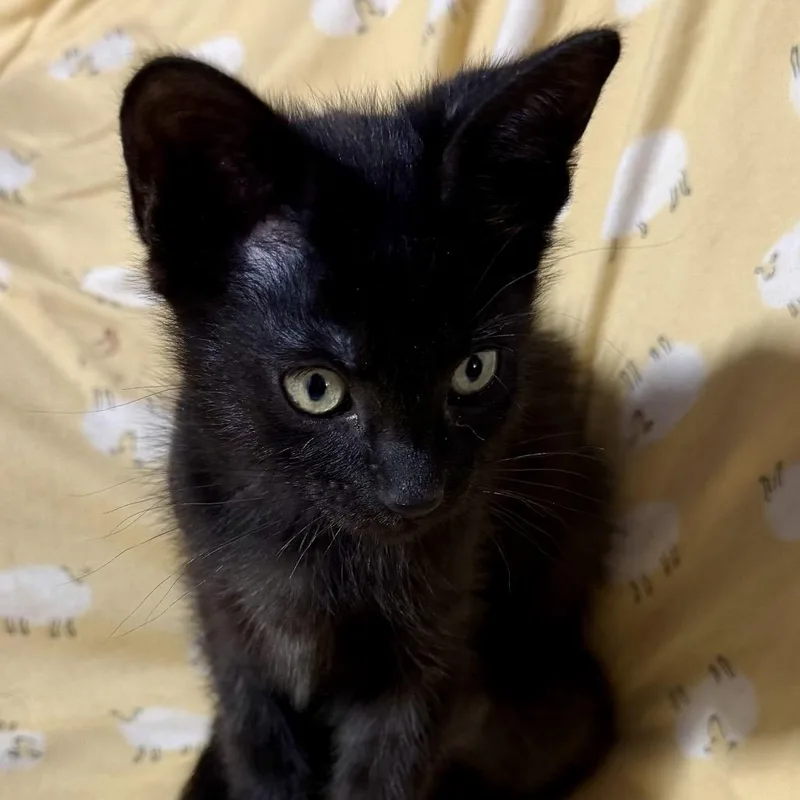 A baby small-sized male Black Domestic Short Hair cat named Pierce for adoption in Spokane, WA