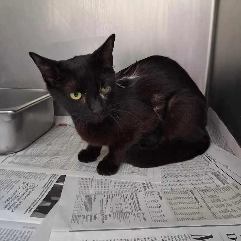 An adult medium-sized female Black Domestic Short Hair cat named Greta for adoption in Auburn, AL