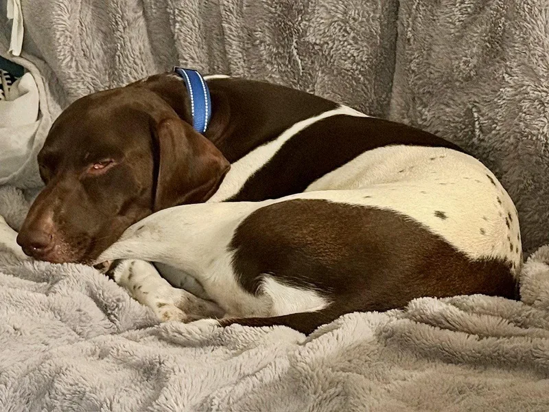 An adult large-sized male German Shorthaired Pointer dog named Alvin for adoption in Menlo Park, CA