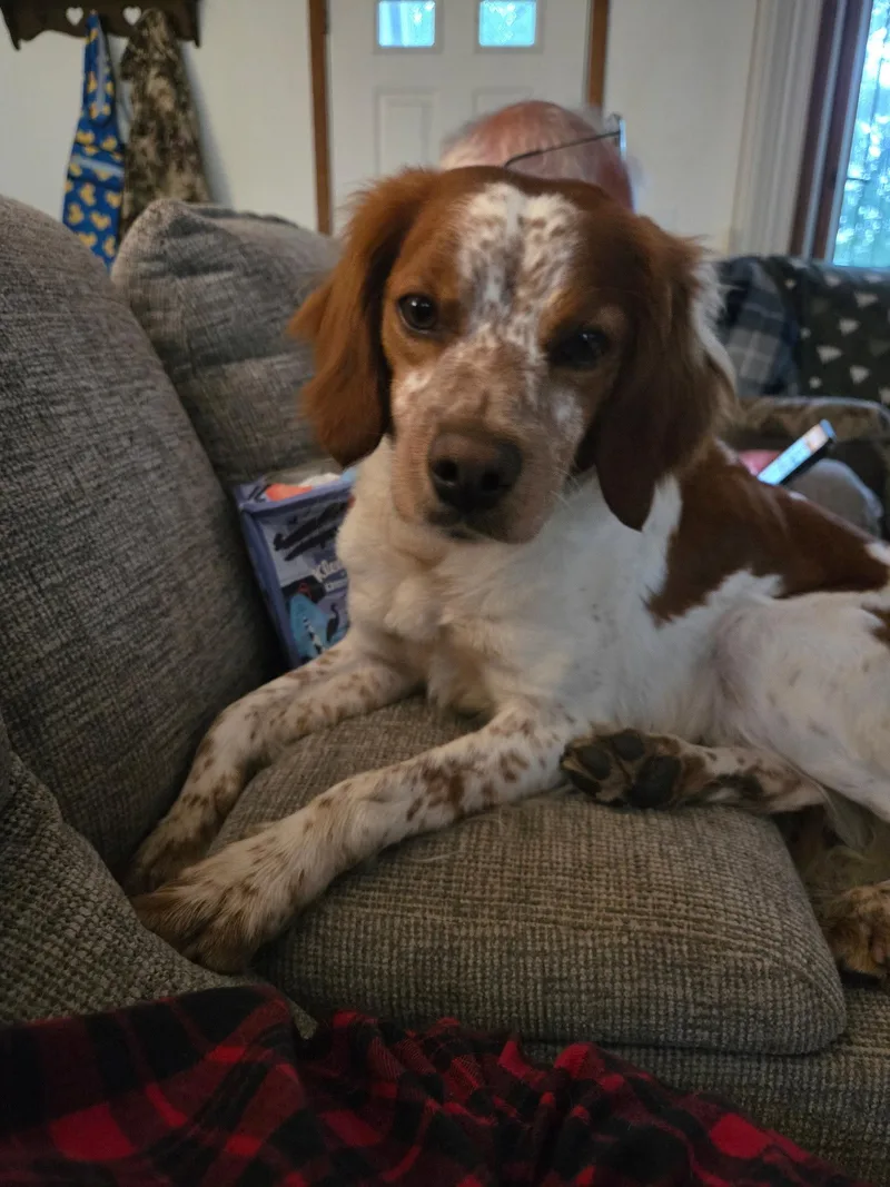 A young medium-sized female Brittany Spaniel dog named MISadie for adoption in Baldwinsville, NY