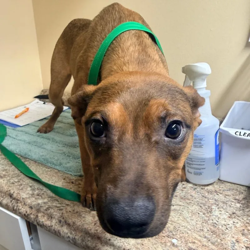 A young medium-sized male Yellow / Tan / Blond / Fawn Mixed Breed dog named Boogie for adoption in Corinth, MS