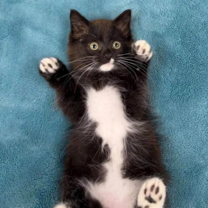 A baby small-sized male Domestic Short Hair cat named Sawyer for adoption in Alexandria, VA