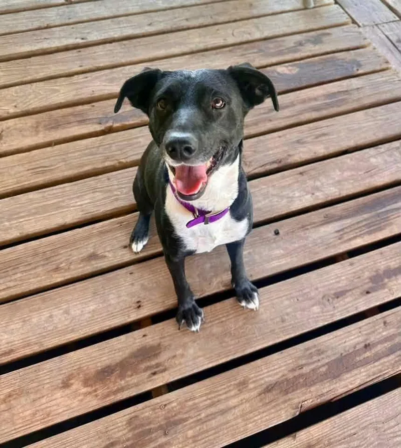 An adult large-sized female Australian Shepherd dog named Legume for adoption in North Syracuse, NY
