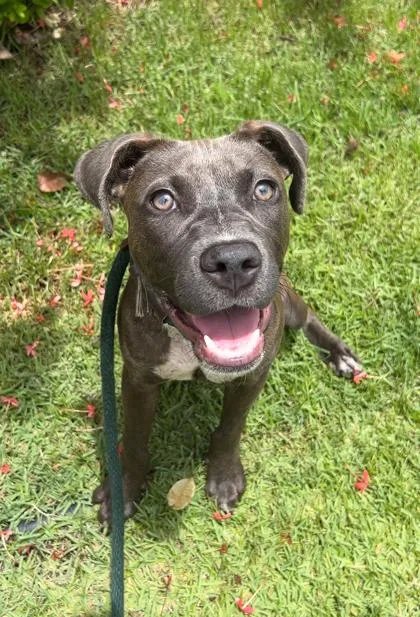 A young medium-sized female Pit Bull Terrier dog named Sasha for adoption in Honolulu, HI