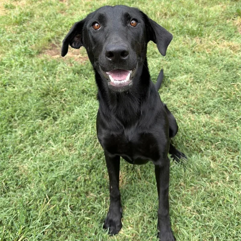 A young medium-sized female Black Labrador Retriever dog named Ducky for adoption in Stillwater, OK