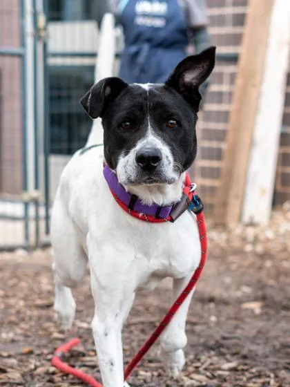 An adult large-sized male Mixed Breed dog named Slim for adoption in Chamblee, GA