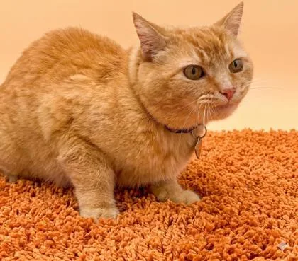 A young medium-sized female Domestic Short Hair cat named Sweetbee for adoption in Bowling Green, KY