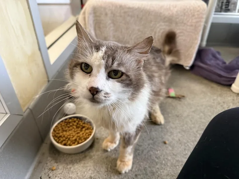 A senior medium-sized male Gray & White Domestic Medium Hair cat named Soccer Dad for adoption in Berkeley, CA