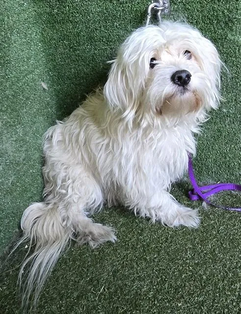 A young medium-sized male Shih Tzu dog named Legend for adoption in Lancaster, CA