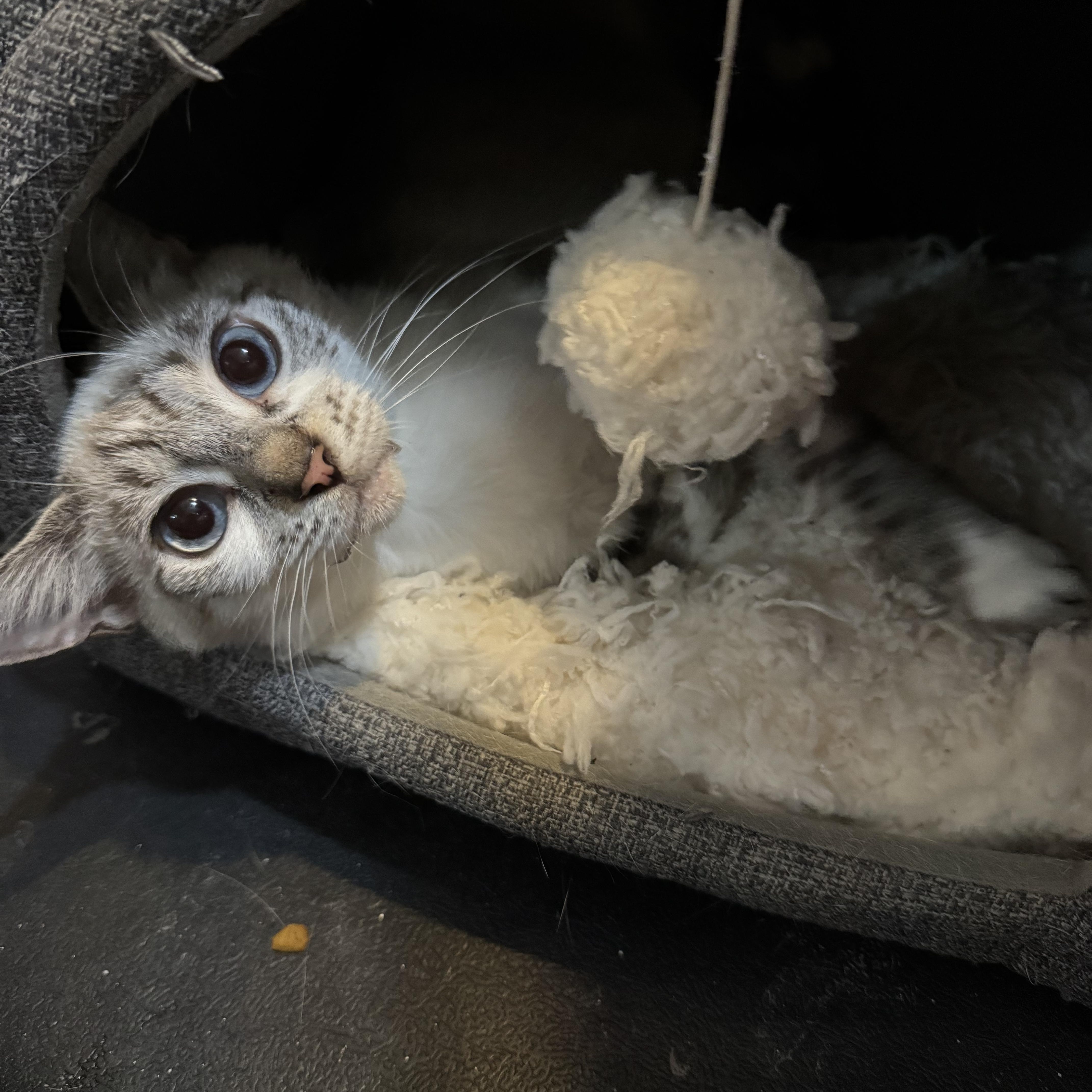 A baby medium-sized female Lilac Point Siamese cat named Dior for adoption in Miami, FL